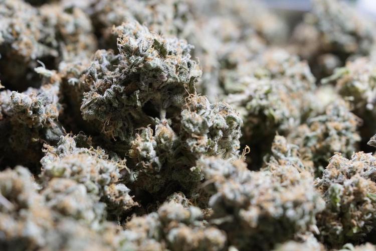 The Classic Super Silver Haze @Zamnesia. Week 12 - SSH #1