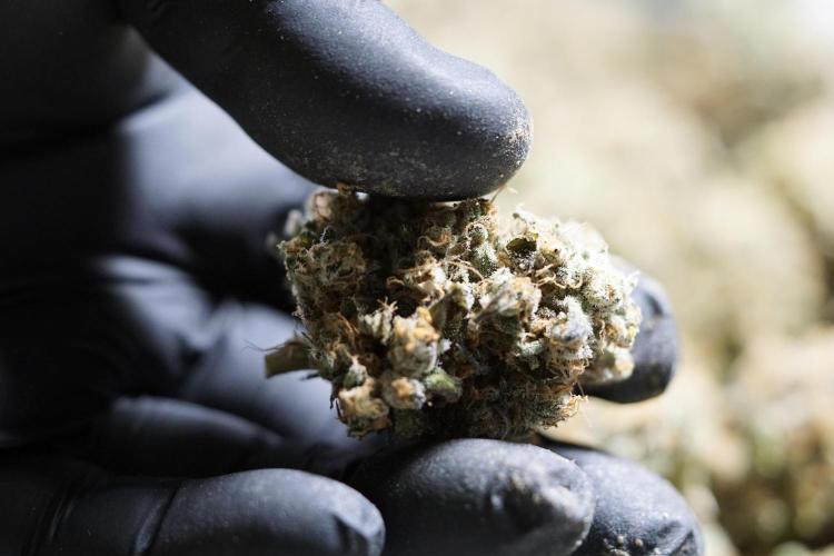 The Classic Super Silver Haze @Zamnesia. Week 12 - SSH #1