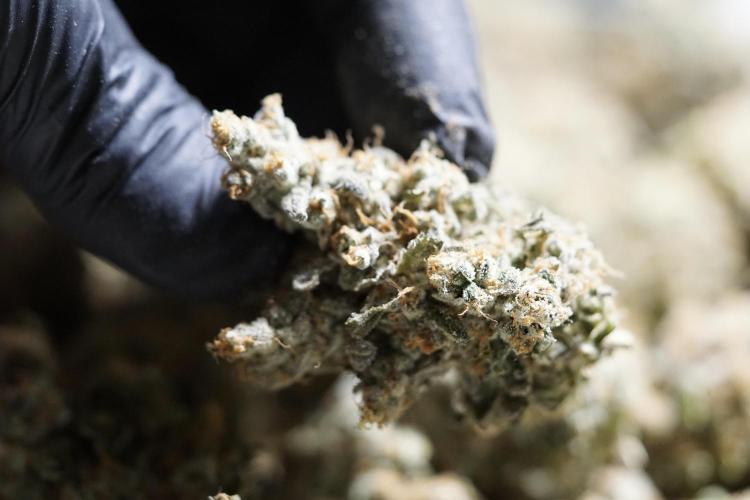 The Classic Super Silver Haze @Zamnesia. Week 12 - SSH #1