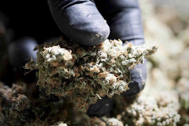 The Classic Super Silver Haze @Zamnesia. Week 12 - SSH #1