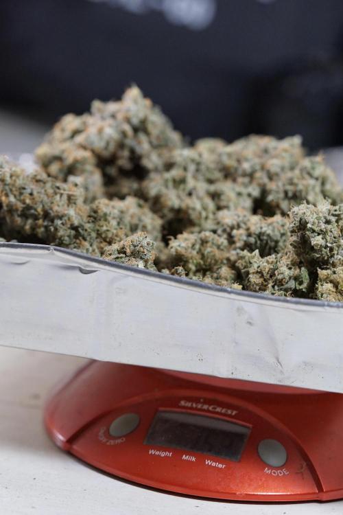 The Classic Super Silver Haze @Zamnesia. Week 12 - SSH #1