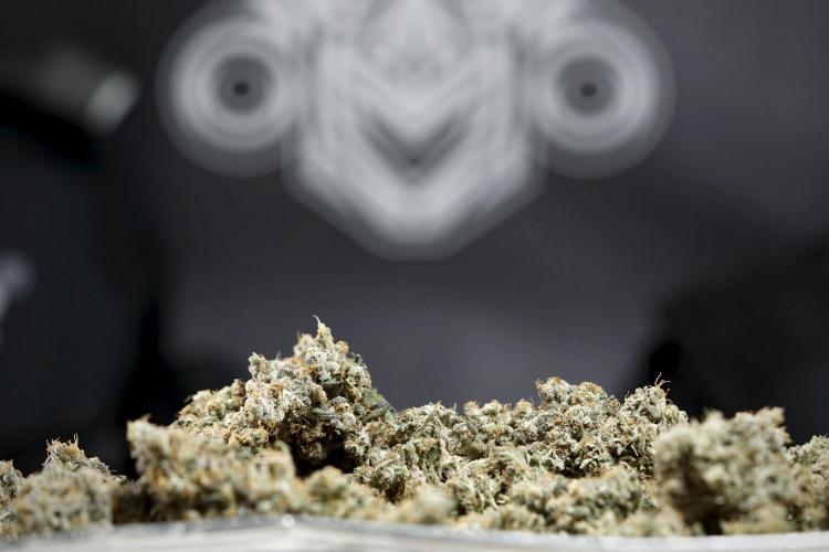 The Classic Super Silver Haze @Zamnesia. Week 12 - SSH #1