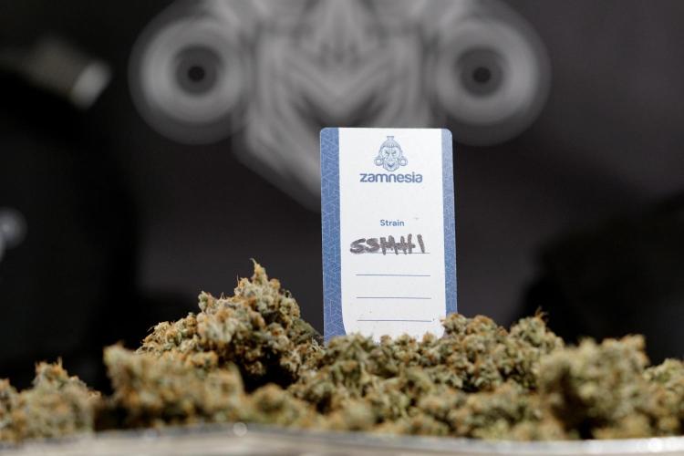 The Classic Super Silver Haze @Zamnesia. Week 12 - SSH #1