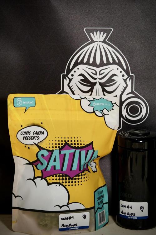 The Classic Super Silver Haze @Zamnesia. Week 12 - SSH #1