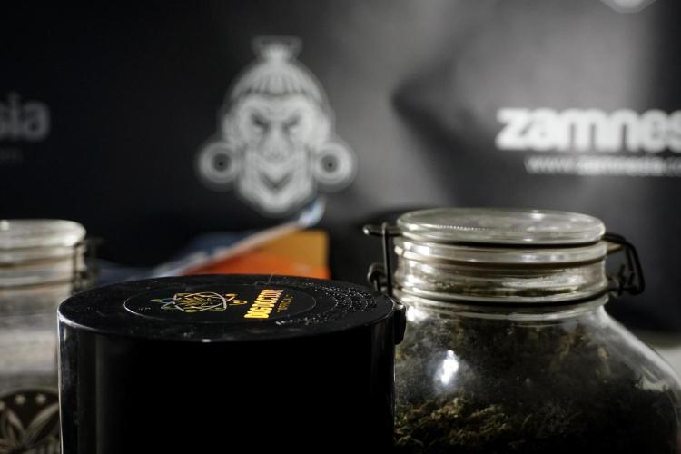 The Classic Super Silver Haze @Zamnesia. Week 12 - SSH #1