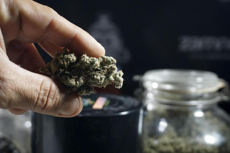 The Classic Super Silver Haze @Zamnesia. Week 12 - SSH #1