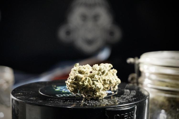 The Classic Super Silver Haze @Zamnesia. Week 12 - SSH #1