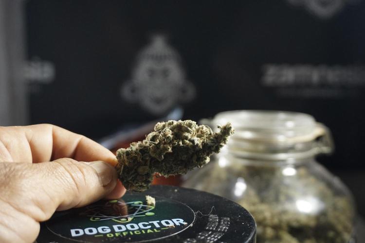 The Classic Super Silver Haze @Zamnesia. Week 12 - SSH #1