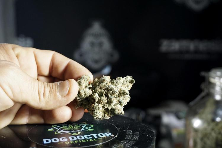 The Classic Super Silver Haze @Zamnesia. Week 12 - SSH #1