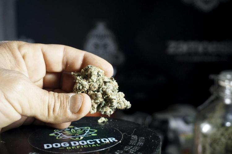 The Classic Super Silver Haze @Zamnesia. Week 12 - SSH #1