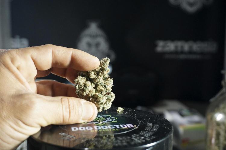 The Classic Super Silver Haze @Zamnesia. Week 12 - SSH #1