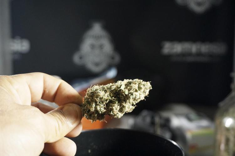 The Classic Super Silver Haze @Zamnesia. Week 12 - SSH #1