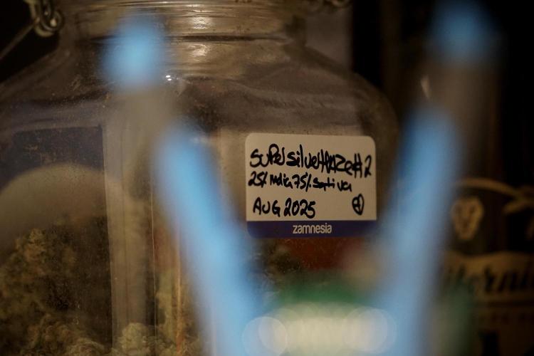 The Classic Super Silver Haze @Zamnesia. Week 12 - SSH #1