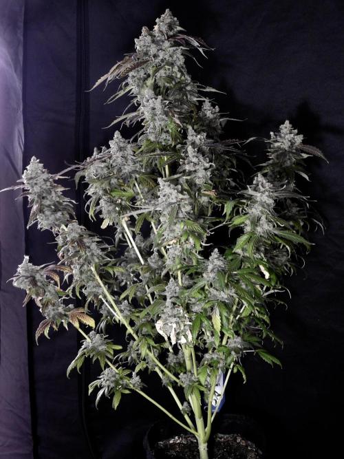 The Classic Super Silver Haze @Zamnesia. Week 12 - SSH #1