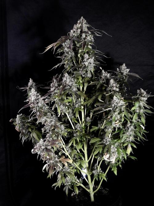 The Classic Super Silver Haze @Zamnesia. Week 12 - SSH #1