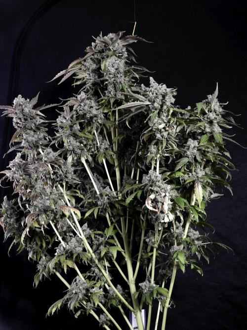 The Classic Super Silver Haze @Zamnesia. Week 12 - SSH #1