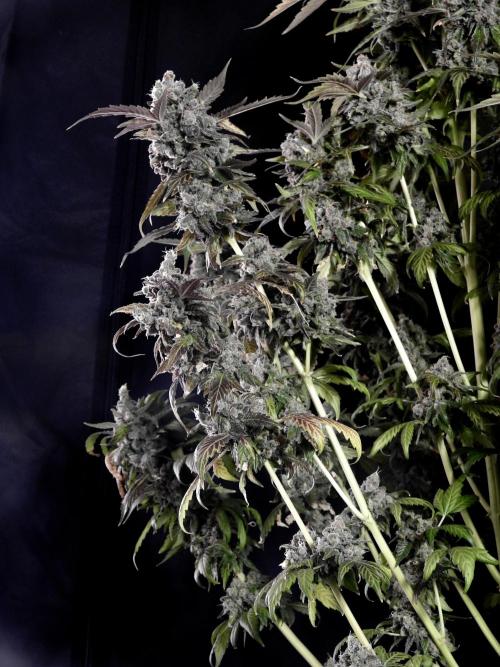 The Classic Super Silver Haze @Zamnesia. Week 12 - SSH #1