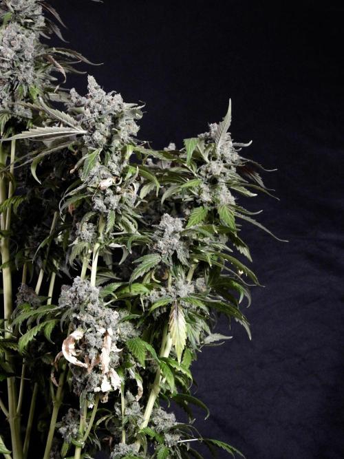 The Classic Super Silver Haze @Zamnesia. Week 12 - SSH #1