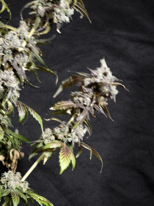 The Classic Super Silver Haze @Zamnesia. Week 12 - SSH #1