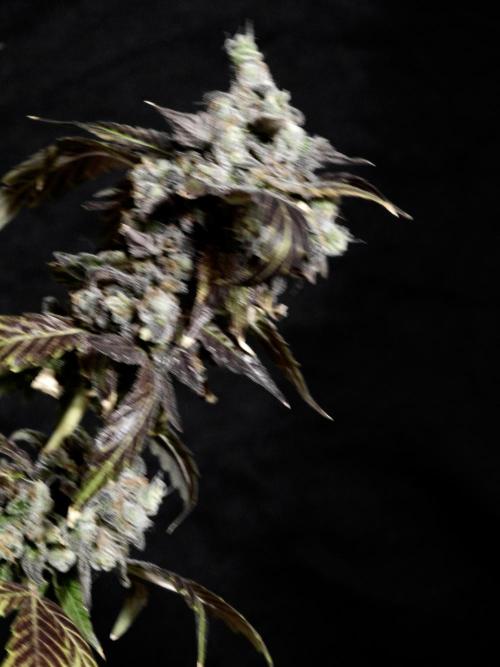 The Classic Super Silver Haze @Zamnesia. Week 12 - SSH #1