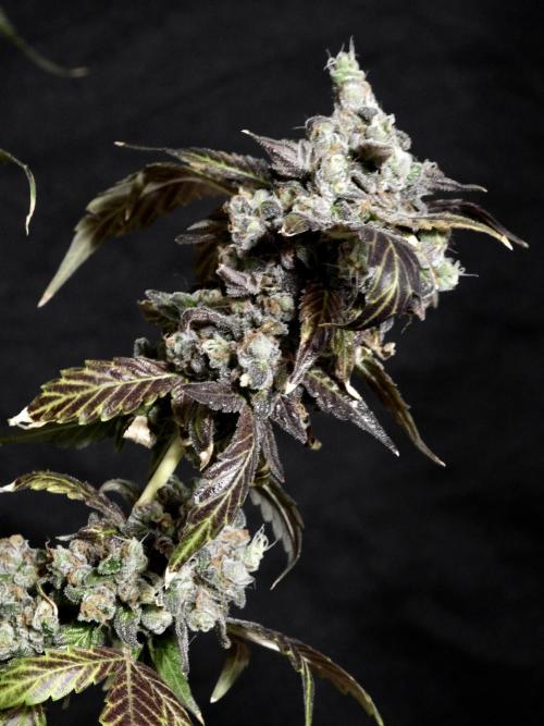 The Classic Super Silver Haze @Zamnesia. Week 12 - SSH #1