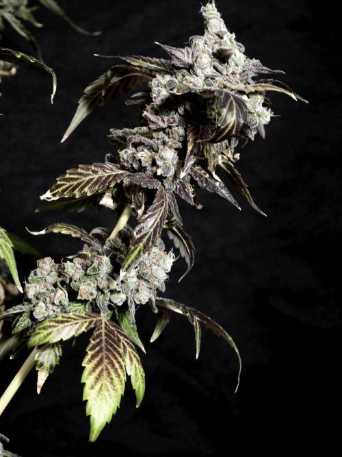 The Classic Super Silver Haze @Zamnesia. Week 12 - SSH #1