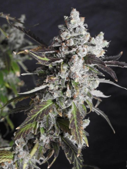 The Classic Super Silver Haze @Zamnesia. Week 12 - SSH #1