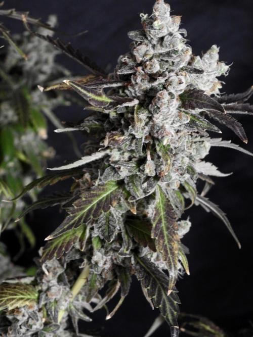 The Classic Super Silver Haze @Zamnesia. Week 12 - SSH #1