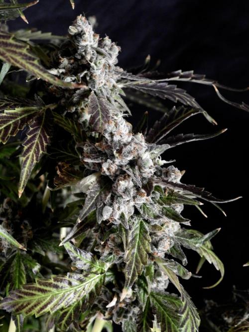 The Classic Super Silver Haze @Zamnesia. Week 12 - SSH #1