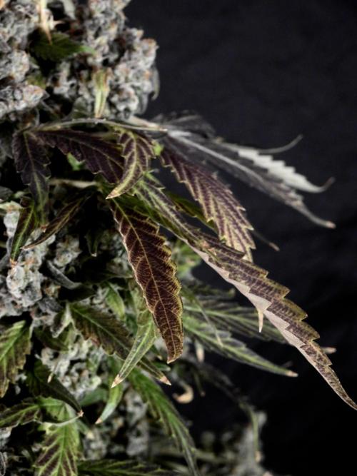 The Classic Super Silver Haze @Zamnesia. Week 12 - SSH #1