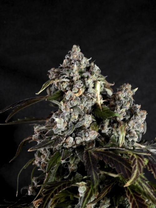 The Classic Super Silver Haze @Zamnesia. Week 12 - SSH #1