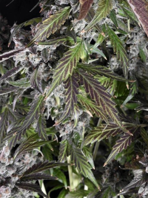 The Classic Super Silver Haze @Zamnesia. Week 12 - SSH #1