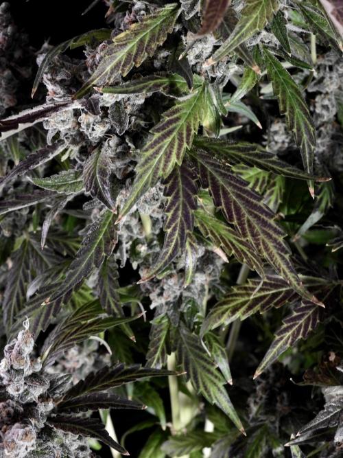 The Classic Super Silver Haze @Zamnesia. Week 12 - SSH #1