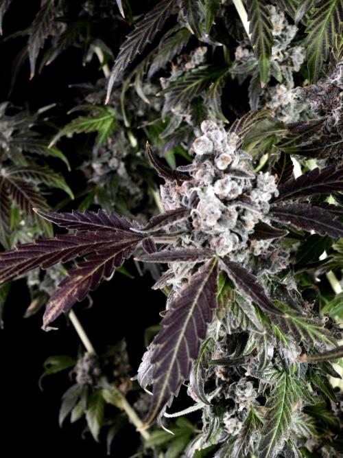 The Classic Super Silver Haze @Zamnesia. Week 12 - SSH #1