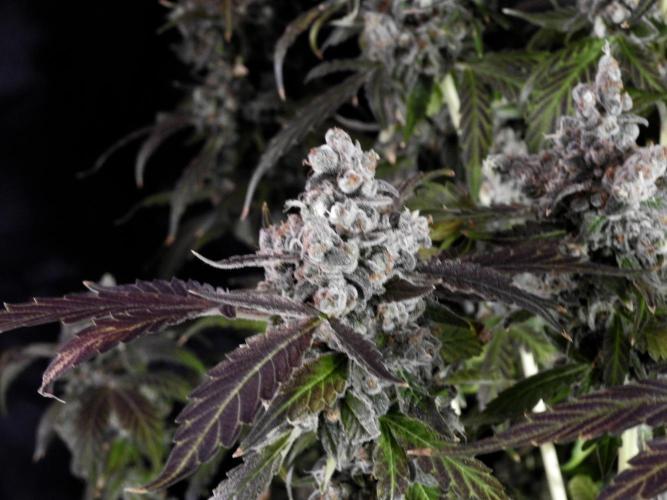 The Classic Super Silver Haze @Zamnesia. Week 12 - SSH #1