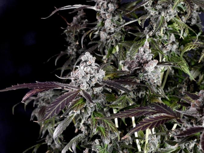 The Classic Super Silver Haze @Zamnesia. Week 12 - SSH #1