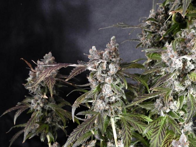 The Classic Super Silver Haze @Zamnesia. Week 12 - SSH #1