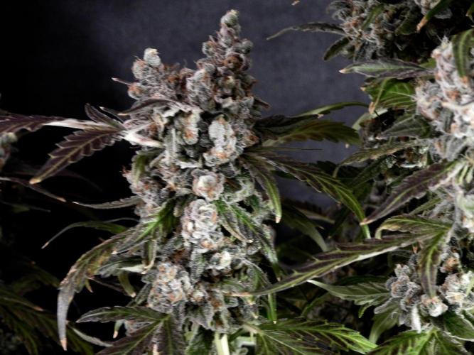 The Classic Super Silver Haze @Zamnesia. Week 12 - SSH #1