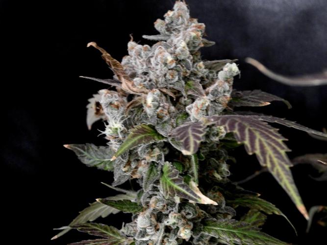 The Classic Super Silver Haze @Zamnesia. Week 12 - SSH #1