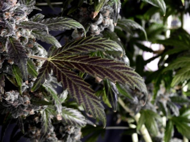 The Classic Super Silver Haze @Zamnesia. Week 12 - SSH #1