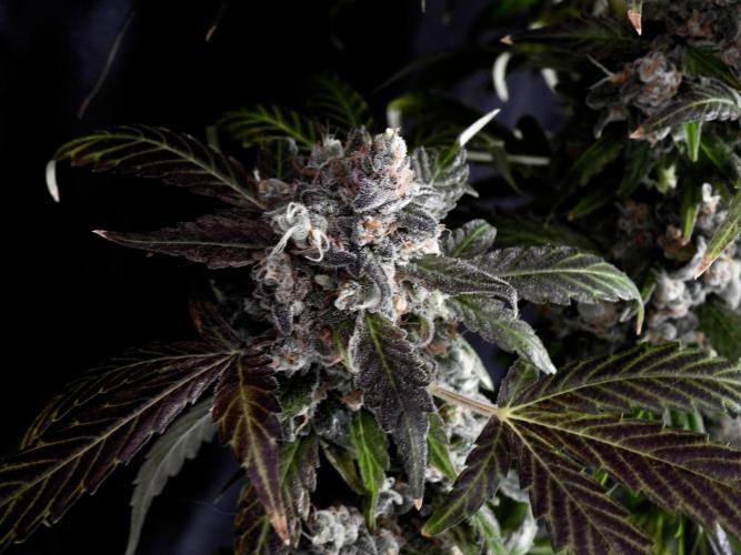 The Classic Super Silver Haze @Zamnesia. Week 12 - SSH #1