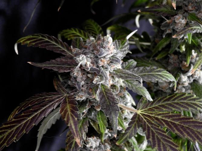 The Classic Super Silver Haze @Zamnesia. Week 12 - SSH #1