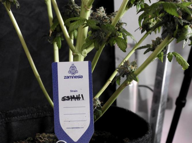 The Classic Super Silver Haze @Zamnesia. Week 12 - SSH #1