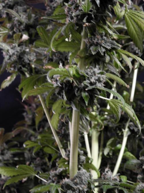 The Classic Super Silver Haze @Zamnesia. Week 12 - SSH #1