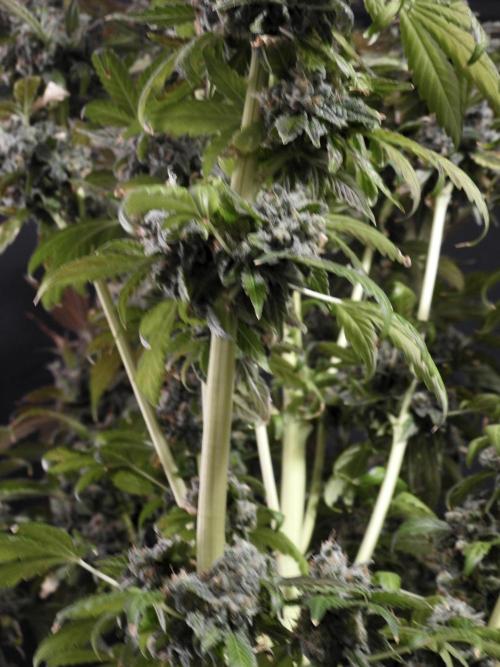 The Classic Super Silver Haze @Zamnesia. Week 12 - SSH #1