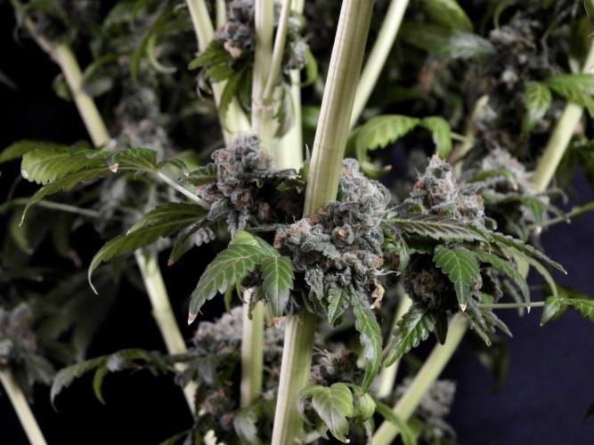 The Classic Super Silver Haze @Zamnesia. Week 12 - SSH #1