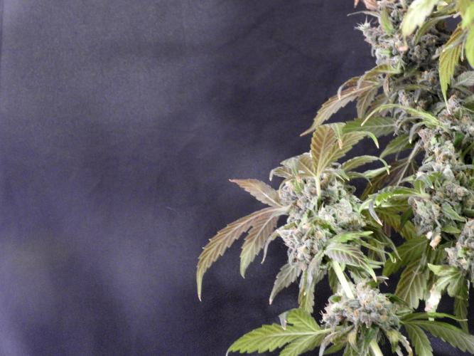 The Classic Super Silver Haze @Zamnesia. Week 12 - SSH #1