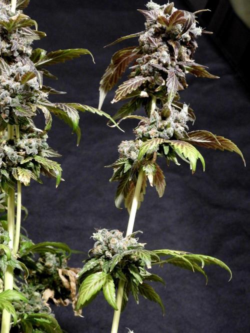 The Classic Super Silver Haze @Zamnesia. Week 12 - SSH #1