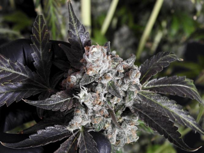 The Classic Super Silver Haze @Zamnesia. Week 12 - SSH #1