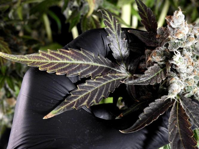 The Classic Super Silver Haze @Zamnesia. Week 12 - SSH #1